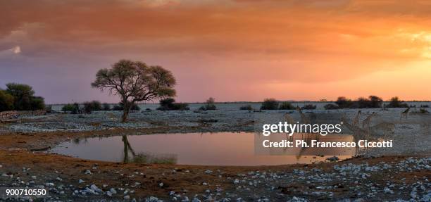 namibian panorama - kalahari desert stock pictures, royalty-free photos & images