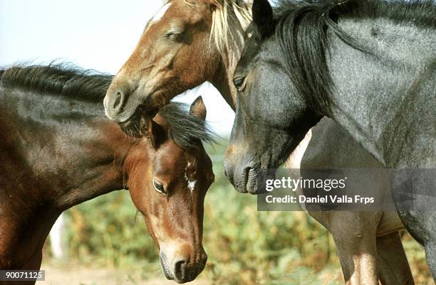 three horses sleeping in sun. close up of head. - valla stockfoto's en -beelden