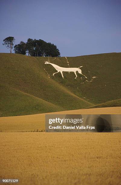 white horse on hill - valla stockfoto's en -beelden