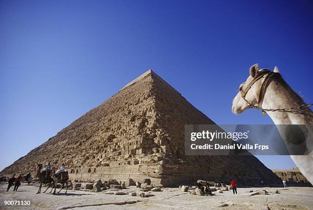ancient monuments pyramids and camel giza.  cairo. egypt. - valla stockfoto's en -beelden