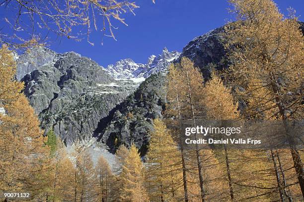 landscape: forest, autumn, sun, blue sky.   ecrins, alps, fr ance - valla stockfoto's en -beelden