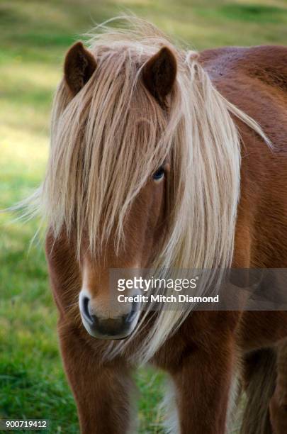 iceland horse - kastanjebruin paardenkleur stockfoto's en -beelden