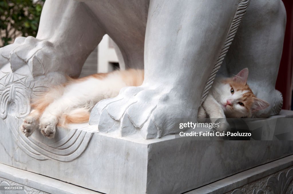 A cat sleep on a lion statue at Beijing, China