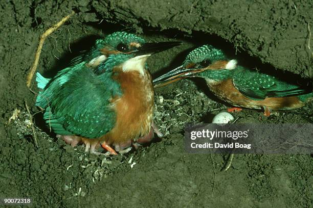 kingfishers: alcedo atthis  male brooding day old chicks, + female - day old chicks stock pictures, royalty-free photos & images