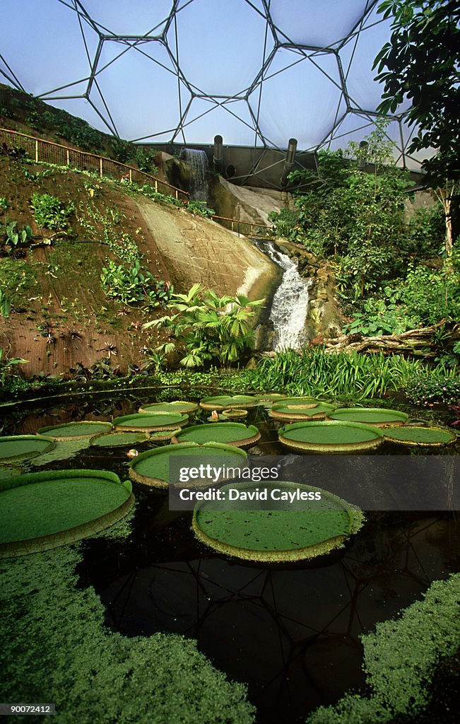 Giant water lily