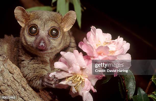 greater mouse lemur (mirza coquereli) investigating flower - mouse lemur stock pictures, royalty-free photos & images