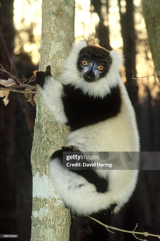 Black & white ruffed lemur: varecia variegata variegata d.u .p.c.