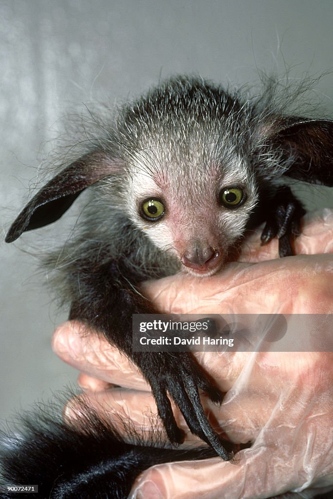 Aye-aye: daubentonia madagascariensis d.u.p.c.