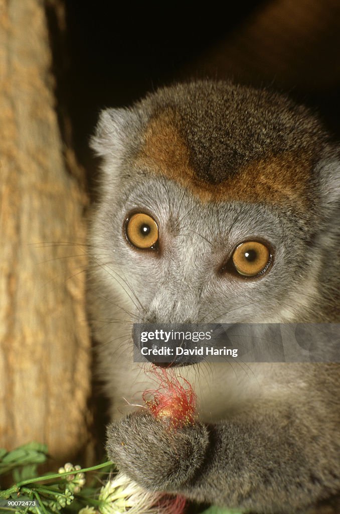 Crowned lemur: eulemur coronatus female with mimosa flower, albizia julibrissin