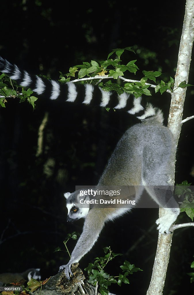 Ringtailed lemur: lemur catta male. scent marking