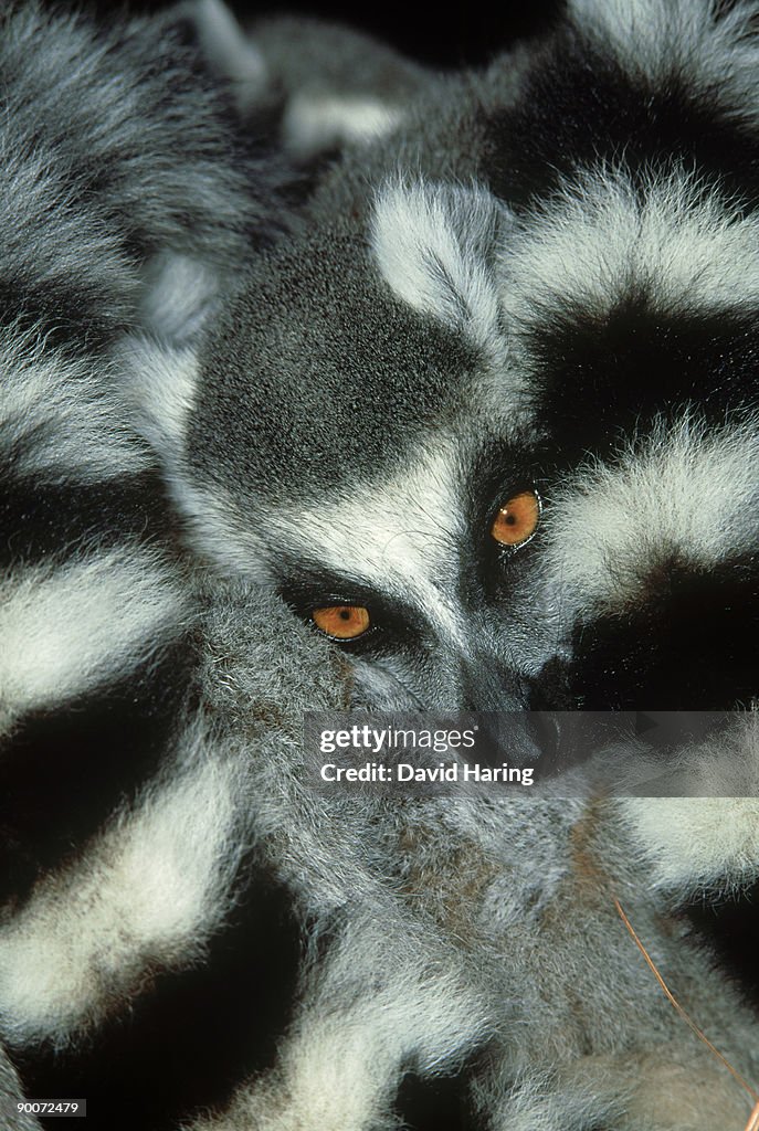 Ringtailed lemur: lemur catta d.u.p.c