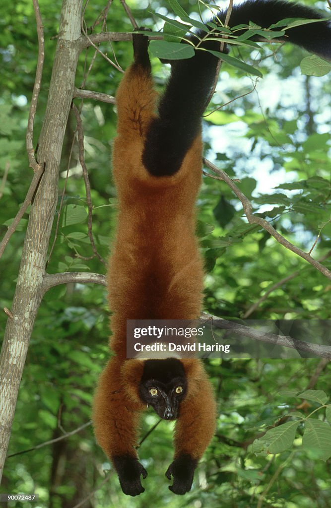Red-ruffed lemur: varecia variegata rubra