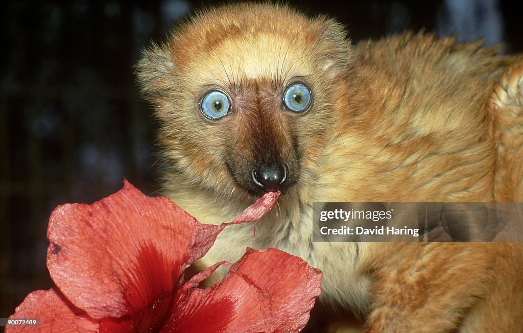 Blue-eyed lemur: eulemur macaco flavifrons female feeding o n flower d.u.p.c.