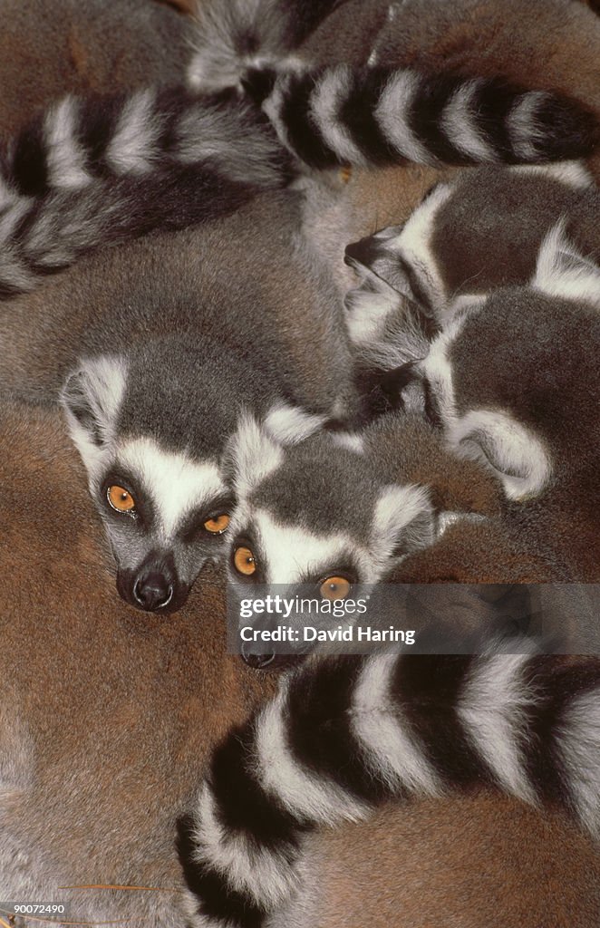 Ring-tailed lemurs: lemur catta in lemur huddle