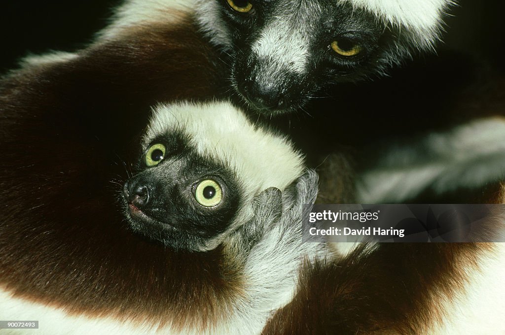 Coquerals sifaka: propithecus verreauxi coquereli mother g rooming infant