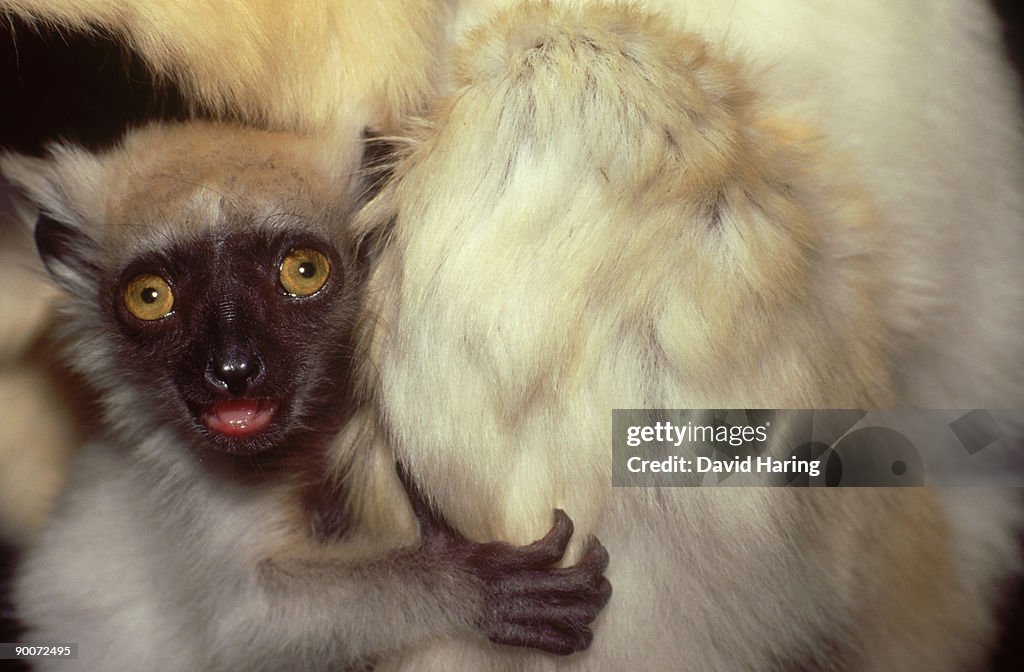 Golden-crowned sifaka: propithecus tattersalli 6 week old infant dupc