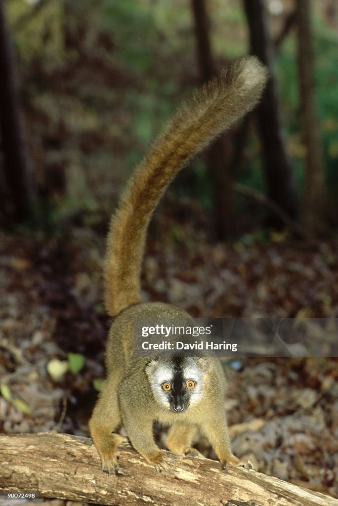 Brown (red-fronted) lemur: lemur fulvus rufus female. duke university primate centre