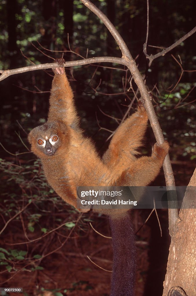 Red-bellied lemur: eulemur rubriventer male