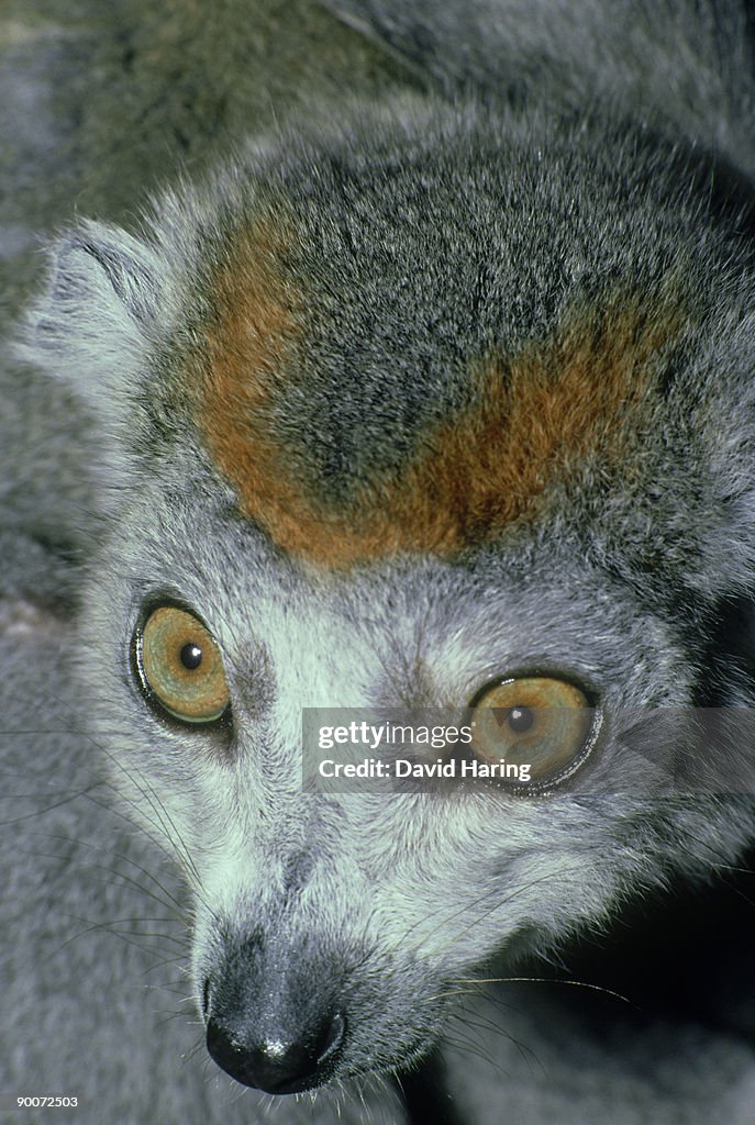 Crowned lemur: eulemur coronatus adult female dupc