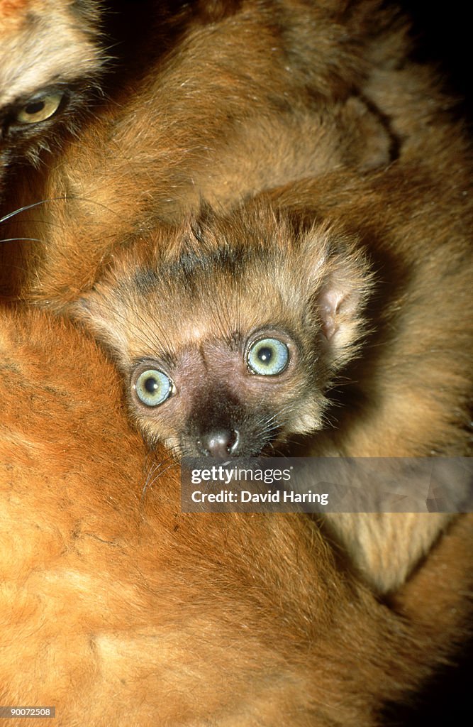Blue-eyed (sclatters) lemur. eulemur macaco flavifrons. 6wk old female: d.u.p.c.