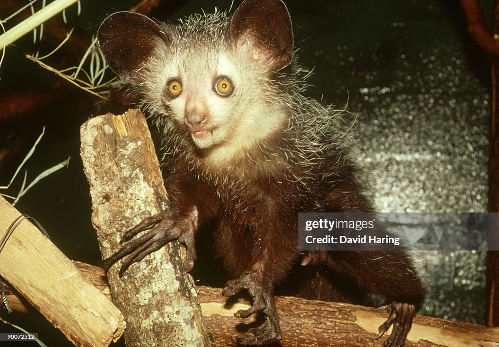 Aye-aye: daubentonia madagascariensis