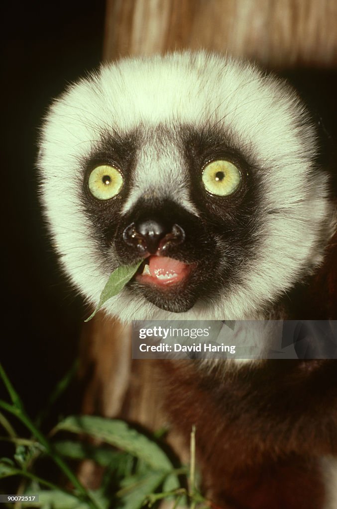 Coquerels sifaka: propithecus verreauxi coquereli. with mi mosa leaf albizia julibrissin