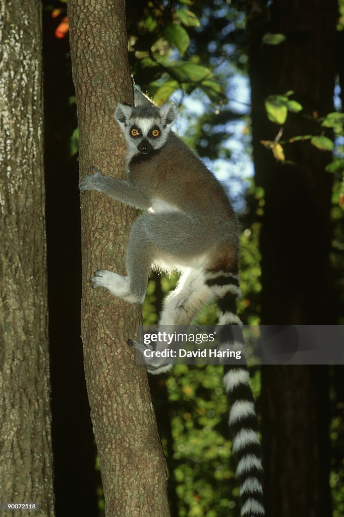 Ring-tailed lemur: lemur catta