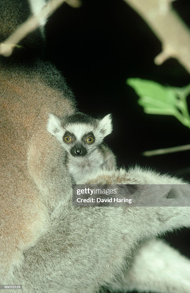 Ring-tailed lemur: lemur catta infant with mother d.u.p.c.
