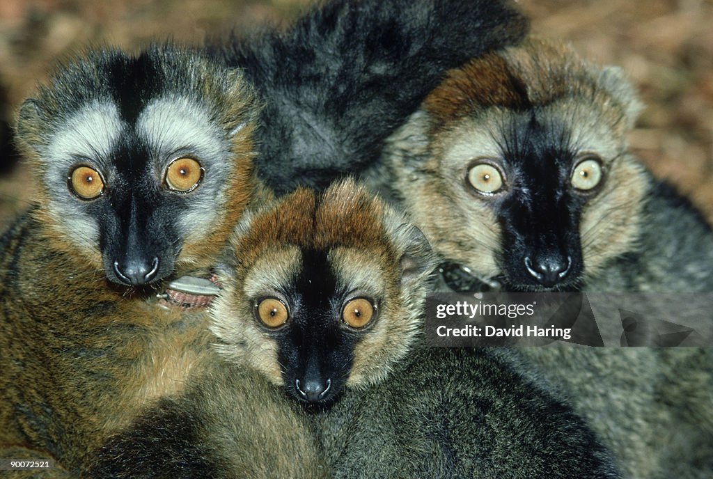 Red-fronted lemur: lemur fulvus rufus l. to r. female, juve nile, male. d.u.p.c.