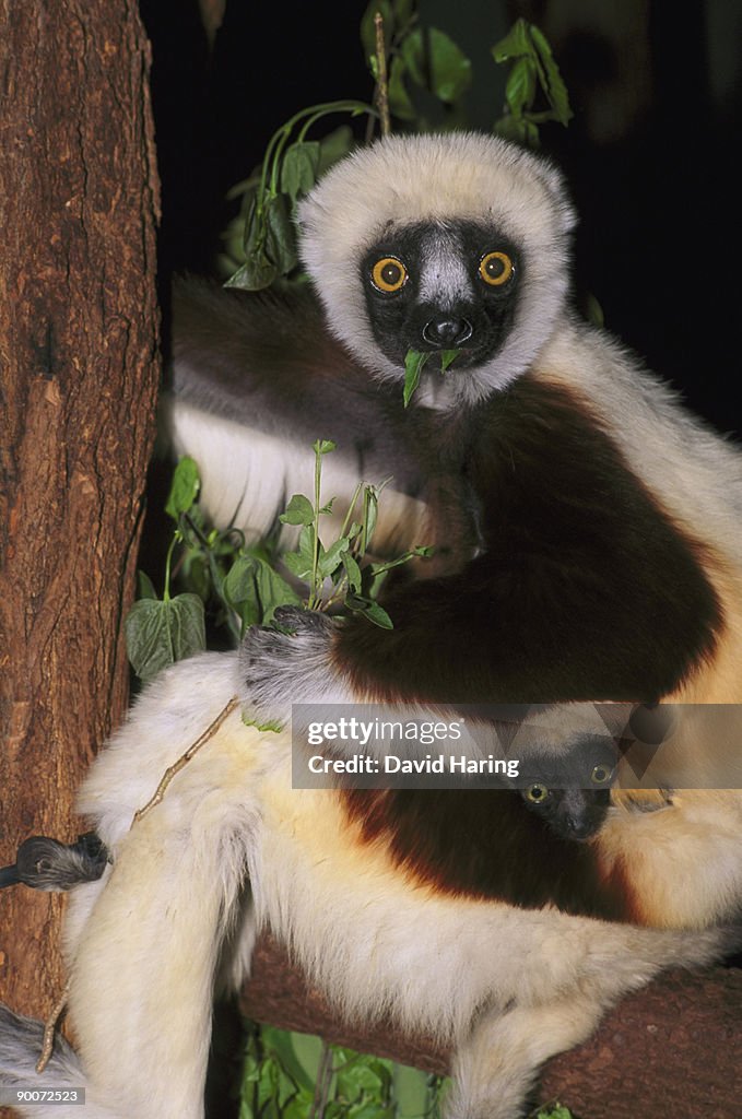 Coquerel's sifaka propithecus verreauxi coquereli mother & 2/3 wk infant