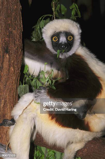 Propithecus Facial Expression Propithecus Coquereli Photos and Premium High Res Pictures - Getty Images