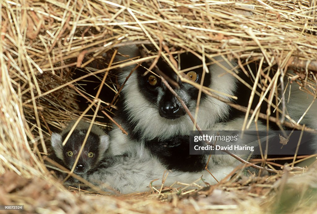 Black & white ruffed lemur
