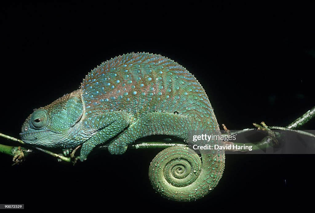 Chameleon chamaeleo oshaughnessyi madagascar