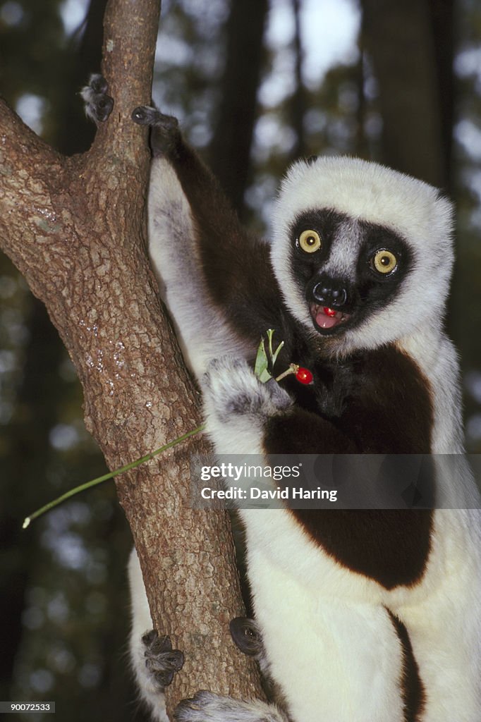 Coquerel's sifaka propithecus verreauxi coquereli dogwood berry cornus florida