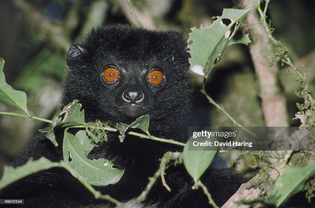 Milne edwards sifaka