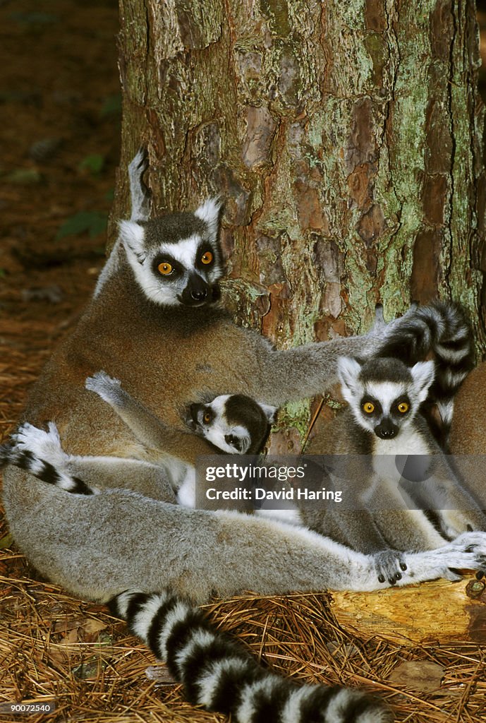 Ring-tailed lemur lemur catta