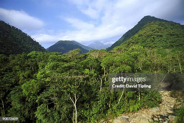 cloud forest at 5,500 feet - manu national park stock pictures, royalty-free photos & images