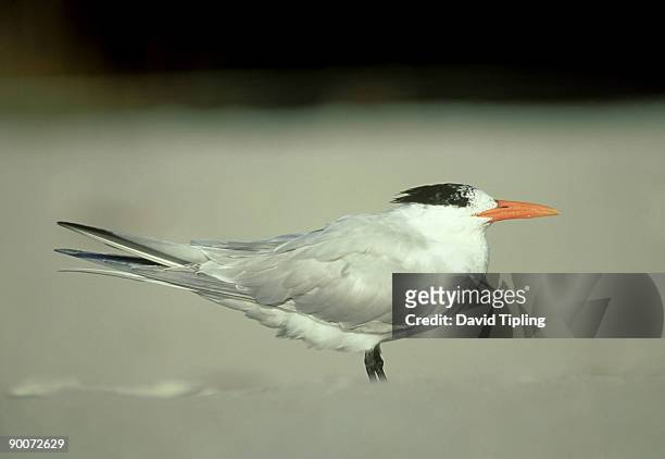 royal tern, sterna maxima, non-breeding plumage, florida - royal tern stockfoto's en -beelden