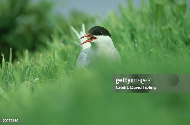 arctic tern, sterna paradisaea, farne islands, northumberland - キョクアジサシ ストックフォトと画像