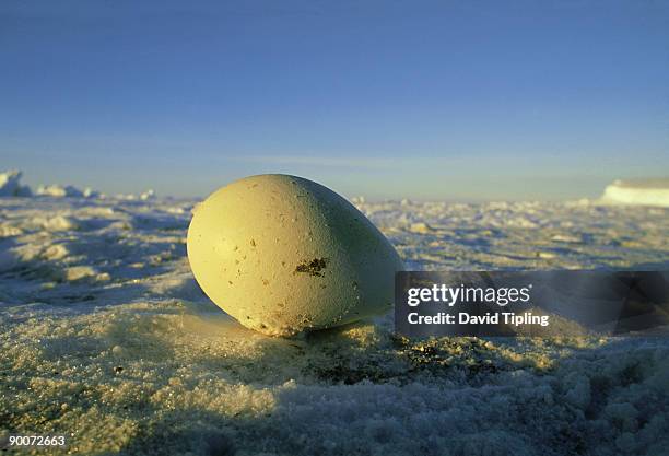 emperor penguin, aptenodytes forsteri, egg, november, antarctica - emperor penguin stock pictures, royalty-free photos & images