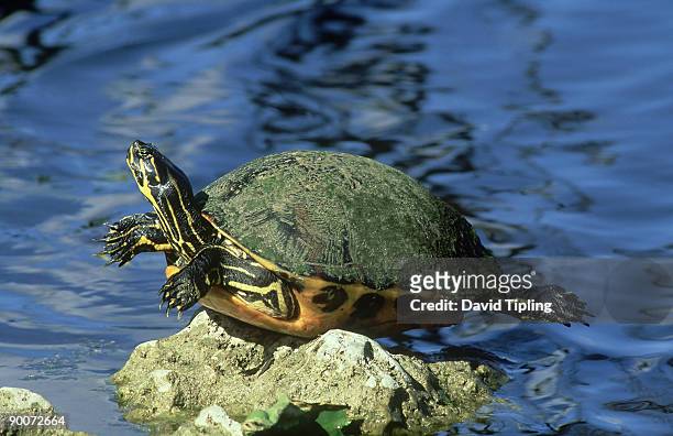 florida softshell turtle: trionyx ferox  everglades n.p  flo rida, usa - florida softshell turtle stock pictures, royalty-free photos & images