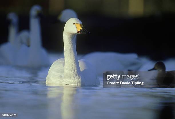 bewicks swan: cygnus columbianus  slimbridge, uk - cygnus columbianus stock pictures, royalty-free photos & images