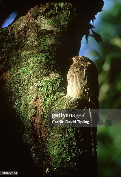 long-tailed potoo: nyctibius aethereus,  amazon basin, manu, peru - manu national park stock pictures, royalty-free photos & images