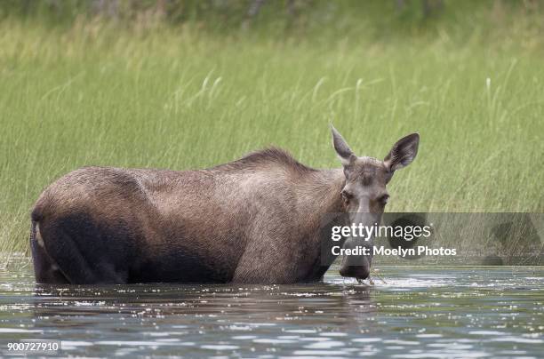 moose cow grazing in the chilkat river - river chilkat stock pictures, royalty-free photos & images