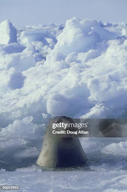 harp seal, phoca groenlandica  adult female in the ice  gulf of st.lawrence. canada - harp seal stock pictures, royalty-free photos & images