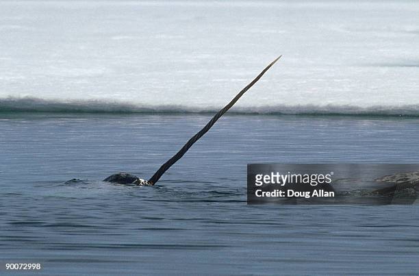 narwhal, monodon monoceros  male shows tusk in mating ritual . canadian arctic - narval fotografías e imágenes de stock