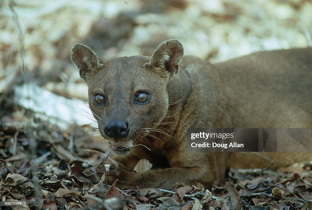 Fossa, cryptoprocta ferox, morondava, s.w. madagascar