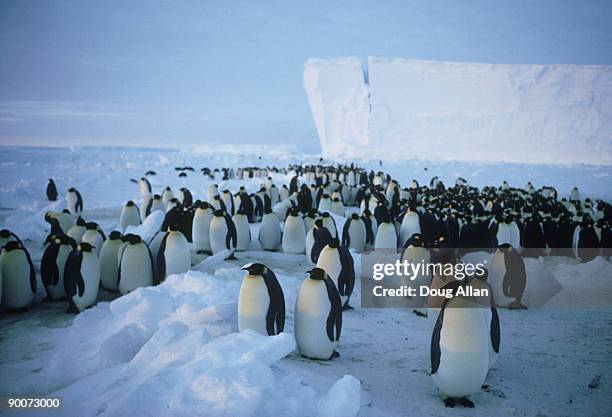 emperor penguins, aptenodytes forsteri  gathering on rookery , april  brunt ice shelf, antarctica - brunt antarctica stock-fotos und bilder