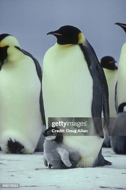 emperor penguins, aptenodytes forsteri  with 3/4 wk old chic ks  brunt ice shelf,antarctica - brunt antarctica stockfoto's en -beelden