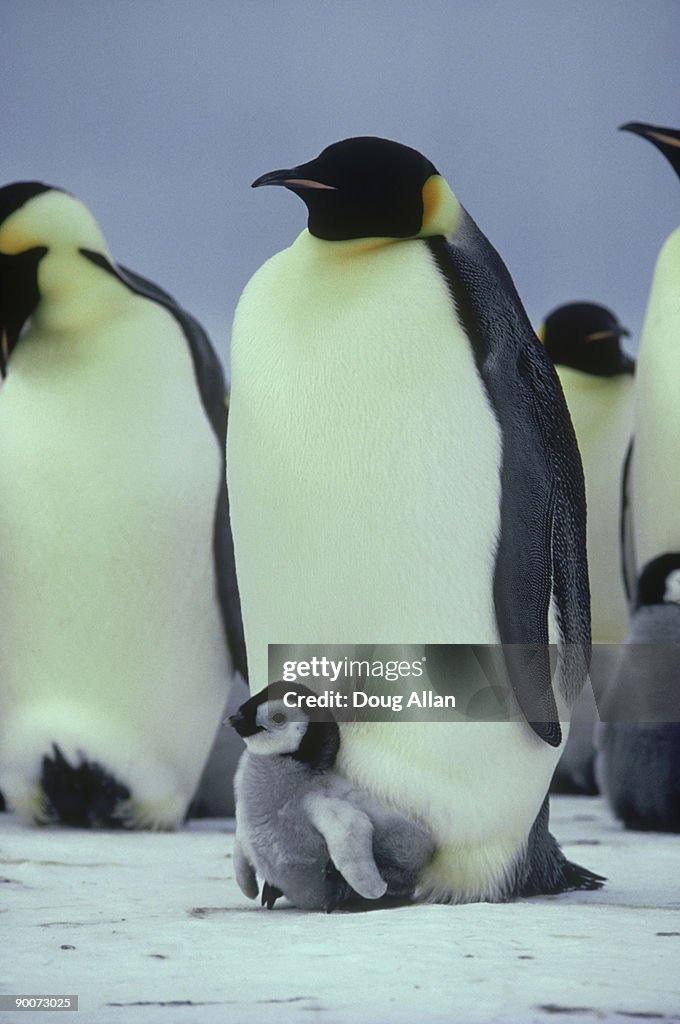 Emperor penguins, aptenodytes forsteri  with 3/4 wk old chic ks  brunt ice shelf,antarctica